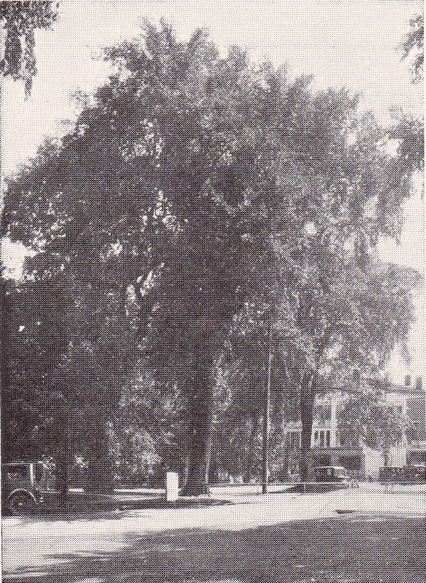 225926-SignPostElm.jpg