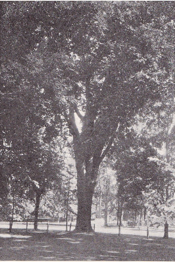 225932-BeecherElm.jpg