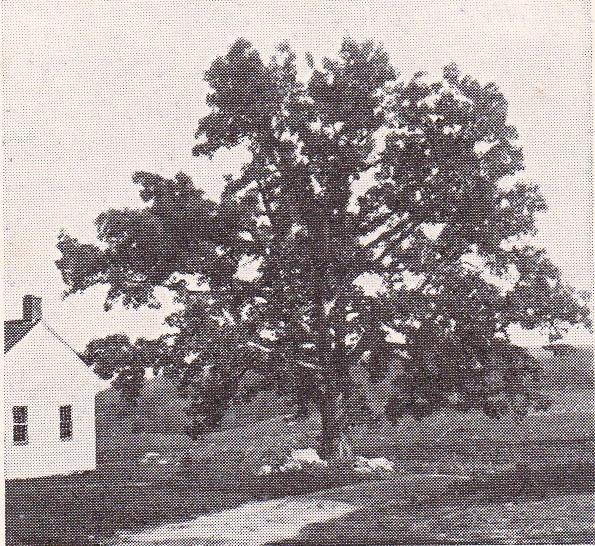 225936-JohnBrownsTree.jpg