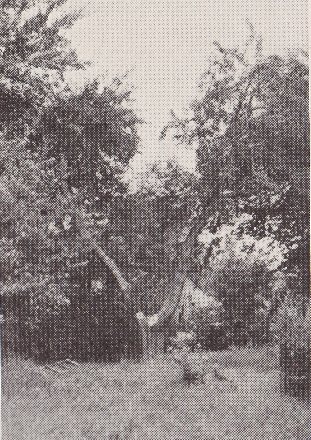 226151-winthropapple.jpg