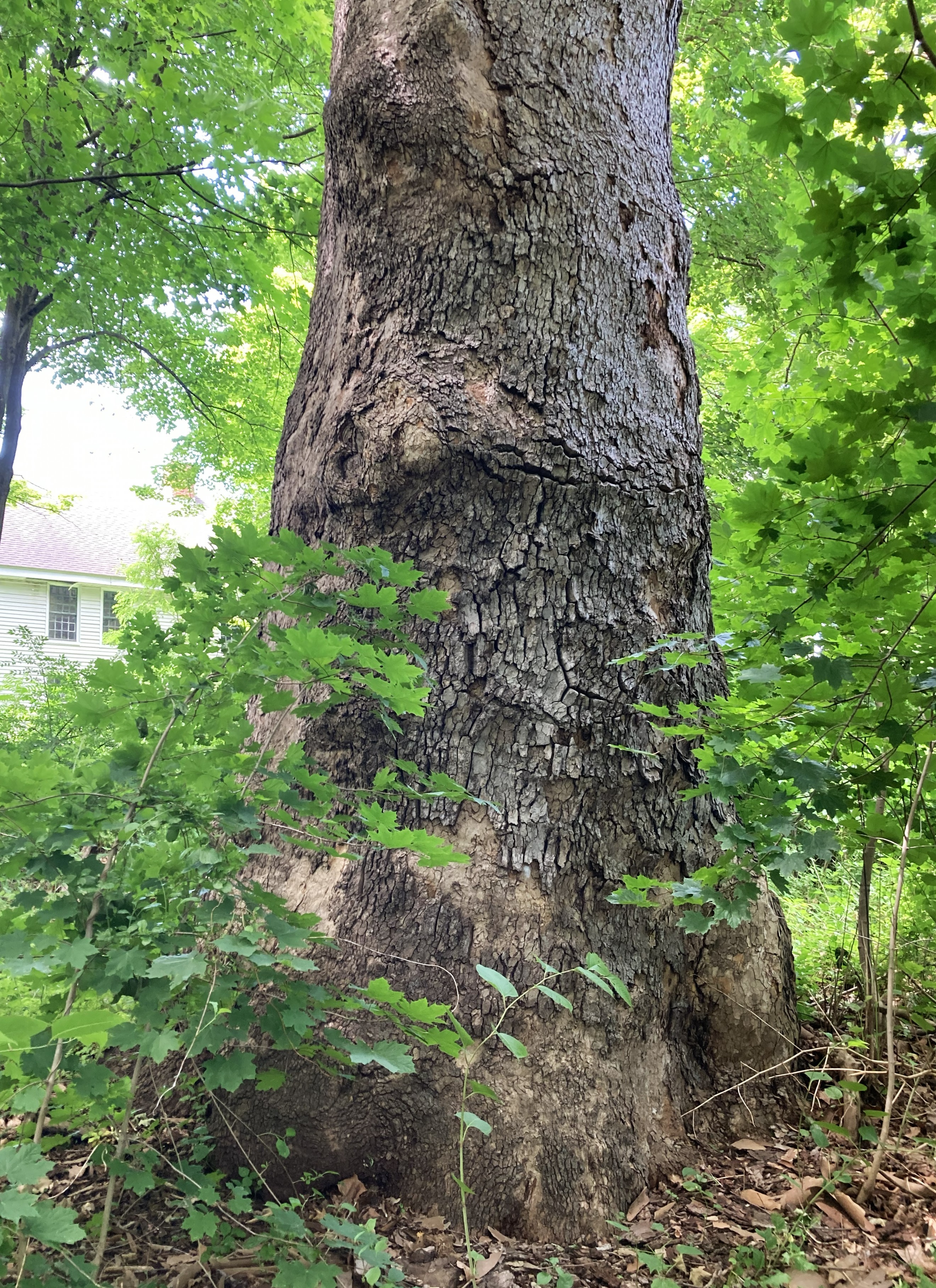 56011-IMG_9860.jpg
