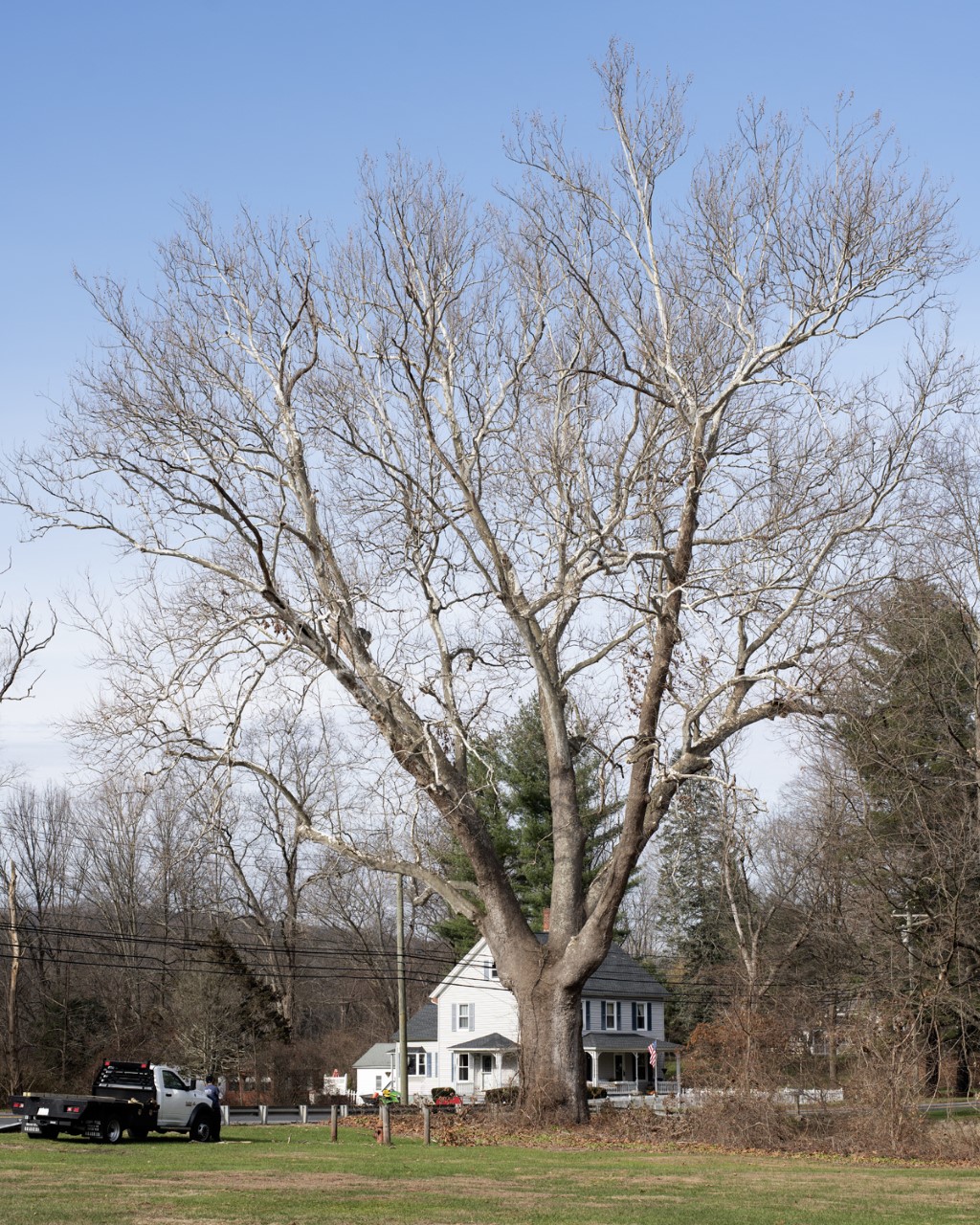 96002-thumbnail_gathering_growth_foundation_Platanus_occidentalis_american_sycamore_kent_ct_11-21-2020_01.jpg